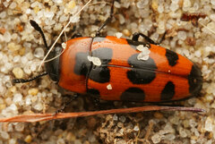 Episcaphula australis