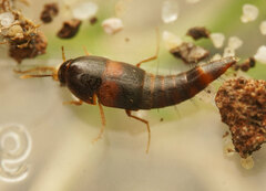Sepedophilus