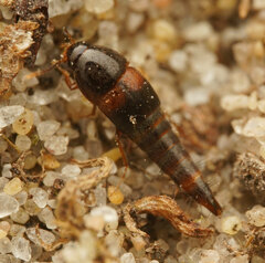Sepedophilus