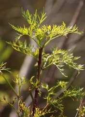 Notobubon tenuifolium