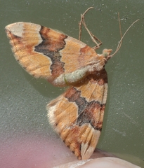 Cidaria fulvata