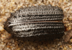 Leptopius duponti