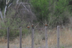 Agelaioides badius