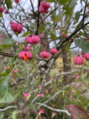Euonymus europaeus