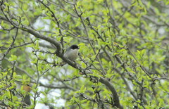 Microspingus melanoleucus