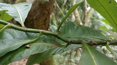 Triplaris americana