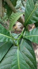 Triplaris americana