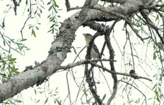 Cyclarhis gujanensis