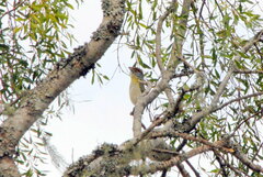 Cyclarhis gujanensis