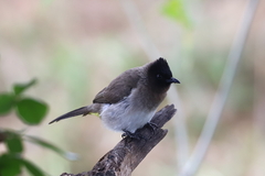 Pycnonotus barbatus layardi