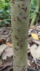 Triplaris americana
