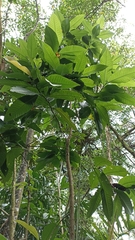 Triplaris americana