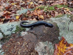 Plethodon glutinosus
