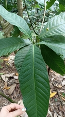 Triplaris americana