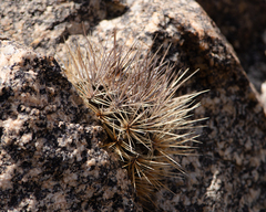 Eriosyce taltalensis