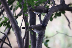 Pycnonotus barbatus layardi