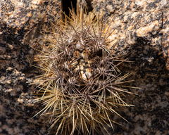 Eriosyce taltalensis