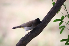 Pycnonotus barbatus layardi