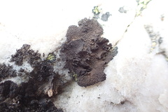 Umbilicaria