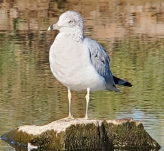 Larus delawarensis