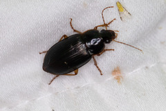 Notiobia terminata