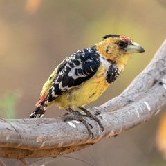 Trachyphonus vaillantii vaillantii