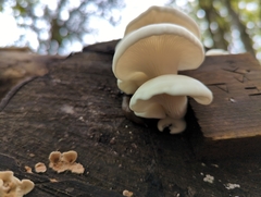 Pleurotus pulmonarius