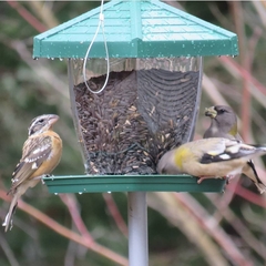 Coccothraustes vespertinus