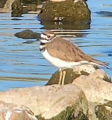 Charadrius vociferus