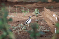 Vanellus albiceps