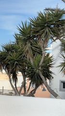 Yucca gigantea