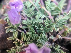 Astragalus vexilliflexus