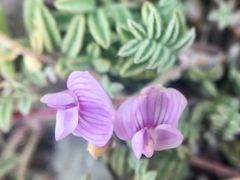 Astragalus vexilliflexus
