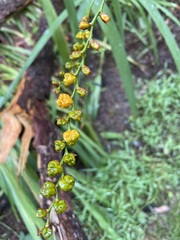 Crocosmia