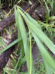 Crocosmia
