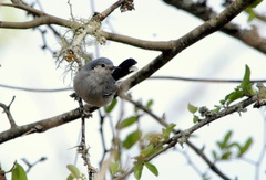 Polioptila dumicola