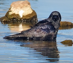 Corvus brachyrhynchos