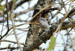 Polioptila dumicola