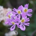 Schizanthus porrigens borealis - Photo (c) Bernardita Navarrete,  זכויות יוצרים חלקיות (CC BY-NC), הועלה על ידי Bernardita Navarrete