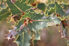Hakea amplexicaulis