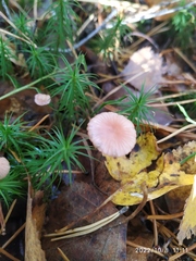 Mycena rosella
