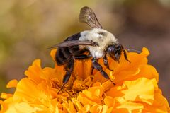 Bombus impatiens