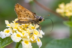 Hylephila phyleus