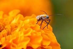 Atteva aurea