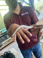 Pantherophis emoryi