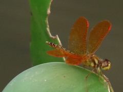 Perithemis