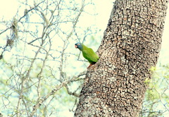 Thectocercus acuticaudatus