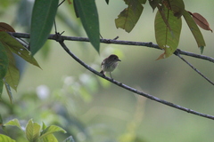 Myiophobus fasciatus