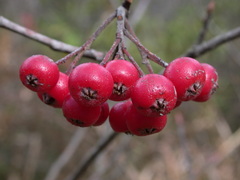 Aronia arbutifolia