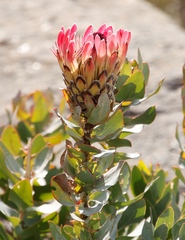 Protea eximia